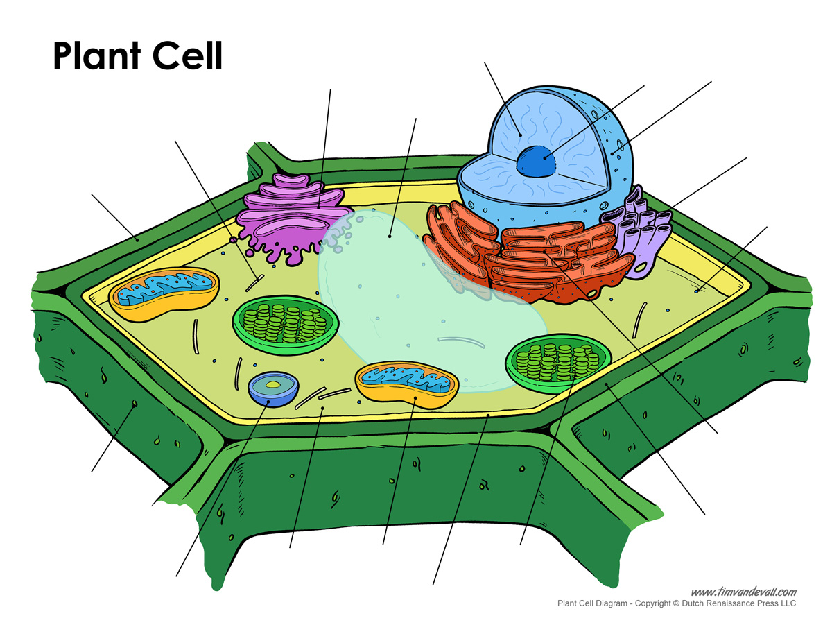 Printable Plant Cell Diagram â Labeled, Unlabeled, And Blank